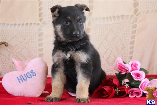 mypups4ever Picture 2
